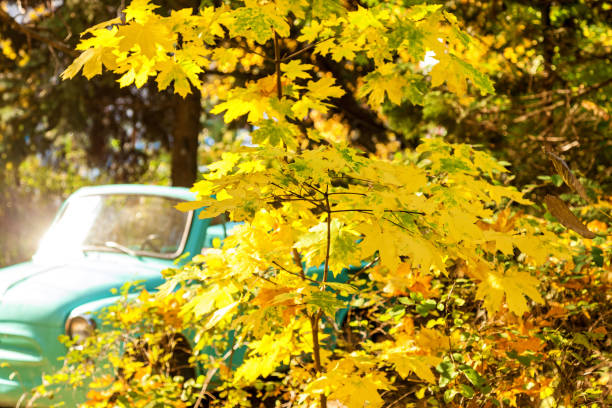 istock A beautiful photo zone in the park 1205901443