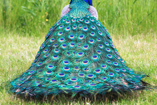 Close-up of a colorful peacock's tail. Rear view.