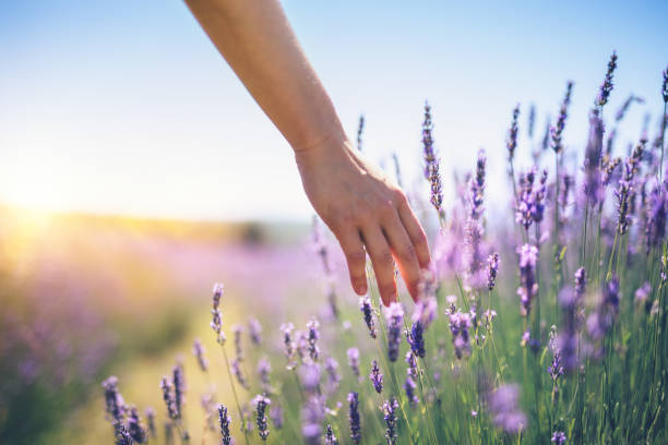 Walking In The Lavender Field Woman walking down the field and touching the lavender flowers. aromatherapy photos stock pictures, royalty-free photos & images