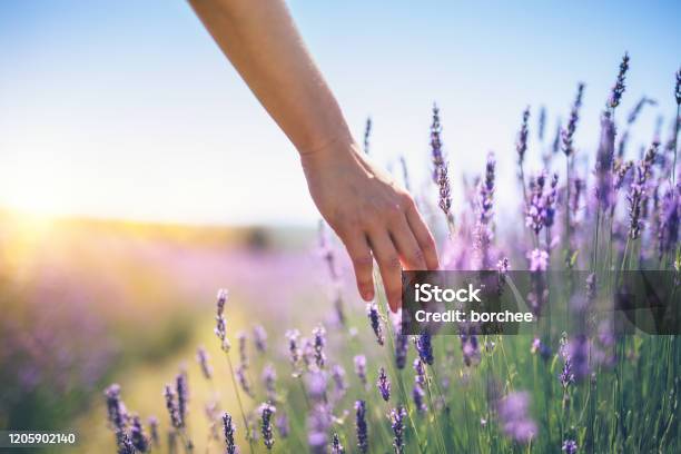 Walking In The Lavender Field Stock Photo - Download Image Now - Flower, Hand, Lavender - Plant