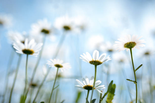 frühlingsblumen - daisy marguerite flower grass stock-fotos und bilder