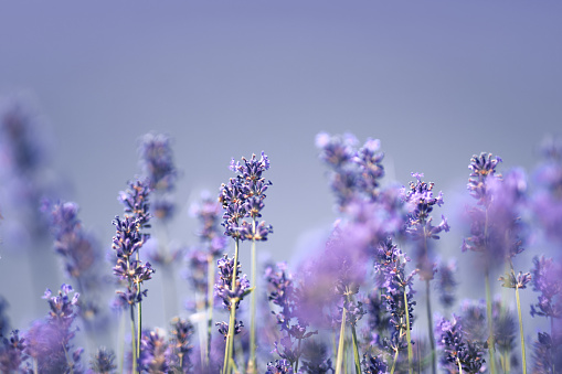 Close-up of lavender.