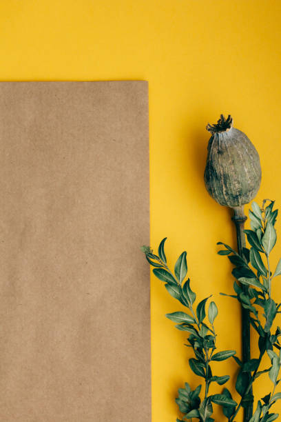 greeting card with green branches dried poppy on yellow brown background copy space
