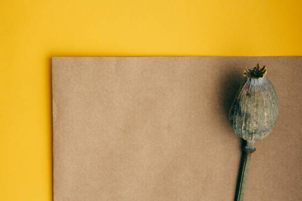 istock greeting card with green branches dried poppy on yellow brown background copy space 1205904345