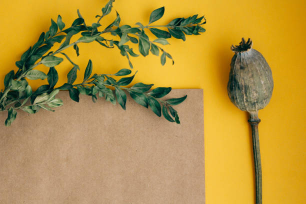 istock greeting card with green branches dried poppy on yellow brown background copy space 1205904360