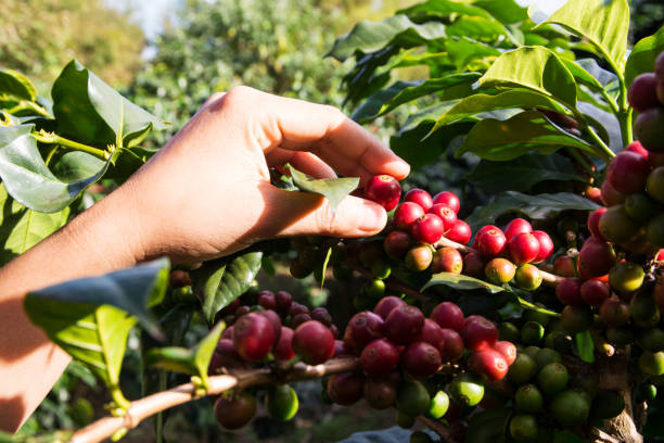 istock Fresh arabica coffee beans on coffee tree with hand 1205904931