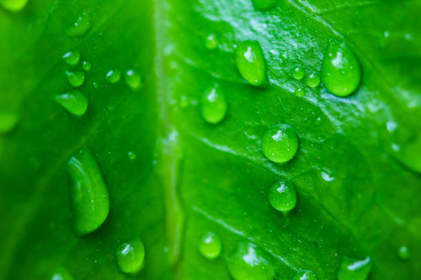 istock Close up the drop of water on a green leaf 1205905864