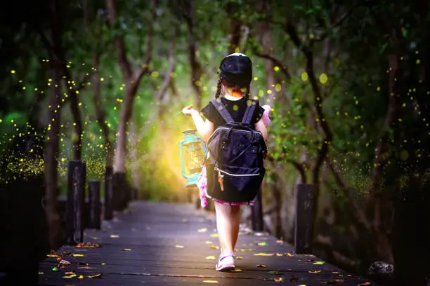 a little girl holding lamp light walks on the wooden bridge in the forest of fen marsh or bog see bundle of firefly in early dark of the night, field trip for a kids school learning the nature for preschool kids