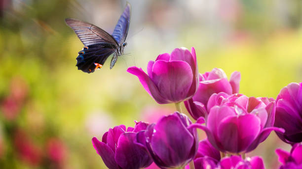 The beautiful butterfly on a flower with nice background