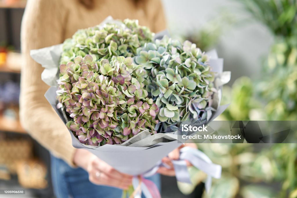 Ramo De Flor Verde Hermosas Flores De Hortensia En Manos De Las Mujeres El Trabajo De La Floristería En Una Floristería Flor Recién Cortada Foto de stock y más banco de imágenes Ramo De Flor Verde Hermosas Flores De Hortensia En Manos De Las Mujeres El Trabajo De La Floristería En Una Floristería Flor Recién Cortada Foto de stock y más banco de imágenes