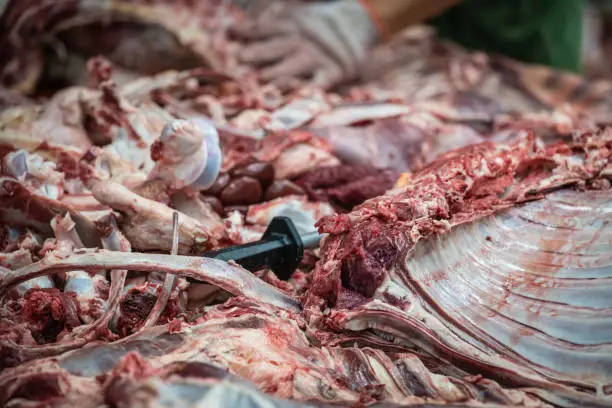 Photo of Lamb and cow carcass meat and bones