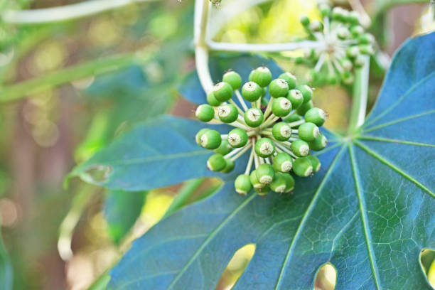istock Fatsia japonica 1205909259