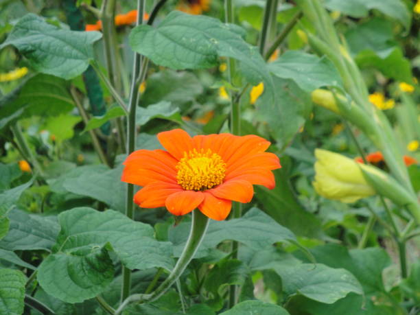 istock Some Macro pictures of coloured flowers 1205912123