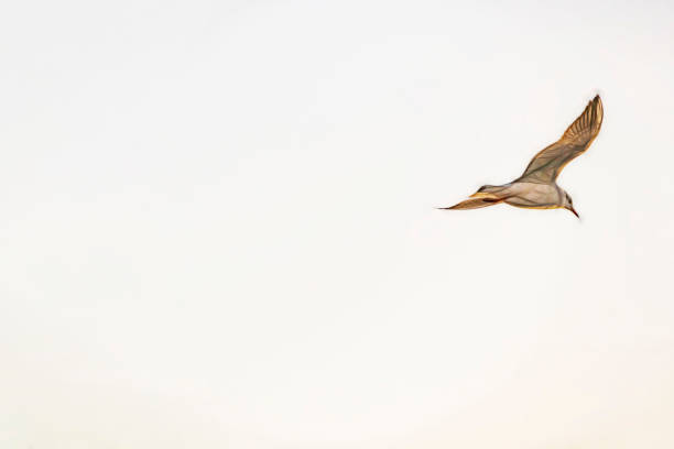 istock seagull flying in the blue sky 1205912156