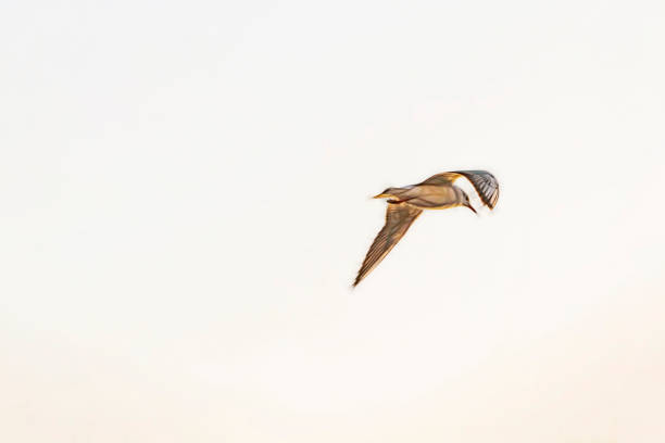 istock seagull flying in the blue sky 1205912382