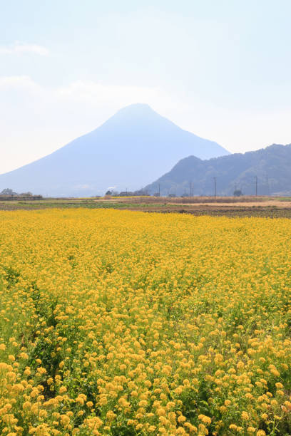 istock Kaimondake and canola flower in Kagoshima 1205912481