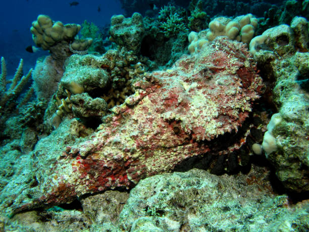 istock Stonefish, Syanceia verrucosa, Red Sea, Egypt 1205912497