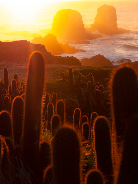 istock Cactus plants over a beach in sunset 1205913394