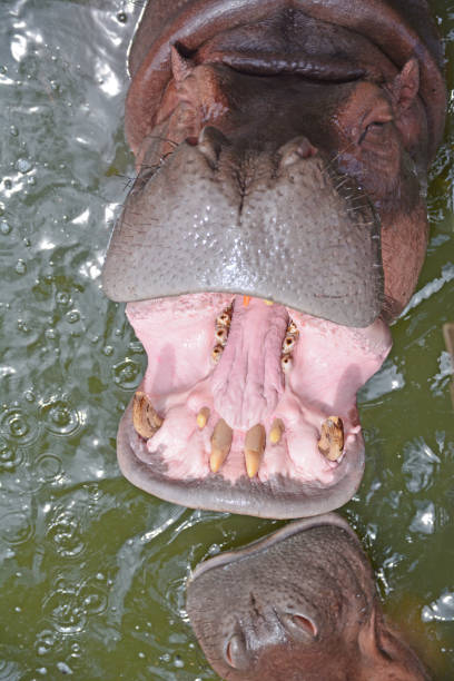 Hippopotamus opening its mouth showing its teeth and tusks