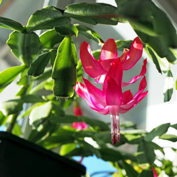 istock beautiful scarlet blooming Christmas cactus 1205915138