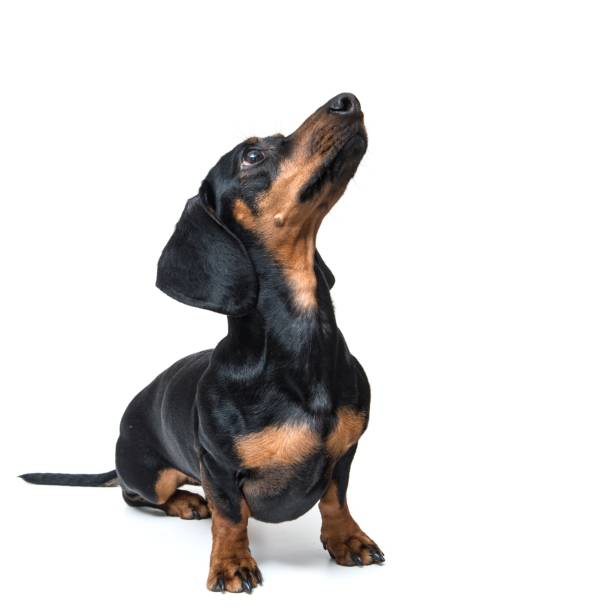 白い背景に隔離されたダックスフント - dog dachshund small puppy ストックフォトと画像