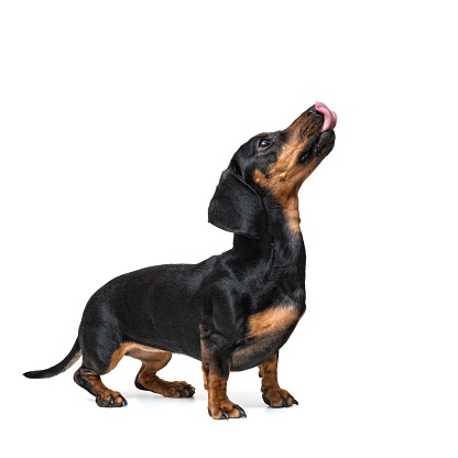 dachshund, isolated, white background,stands