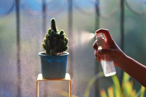 istock Cropped hand spraying water on Cactus plant 1205918252