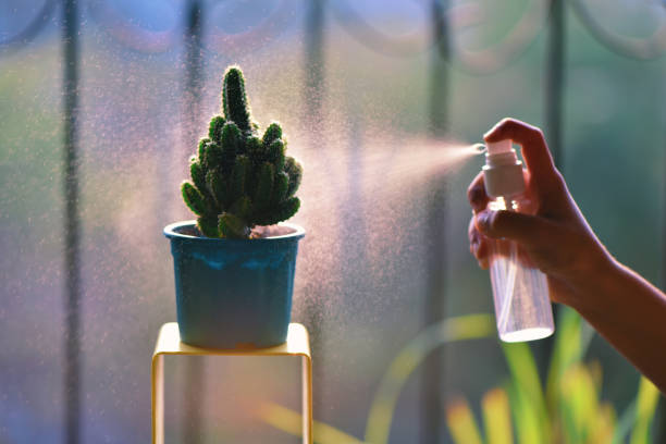 istock Cropped hand spraying water on Cactus plant 1205918285