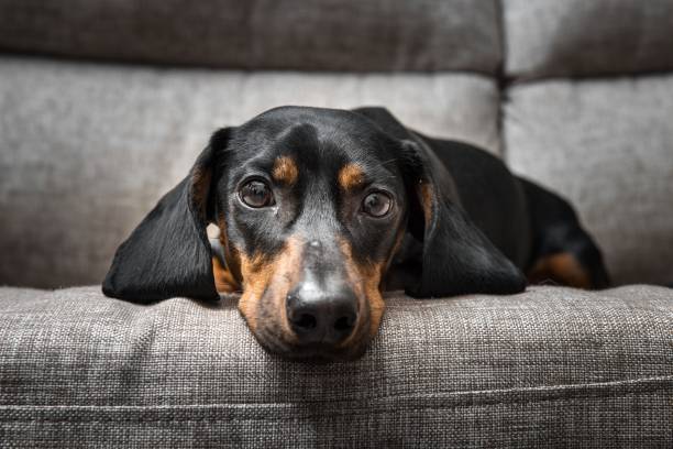 welpen dackel schaut in die kamera - dachshund dog stock-fotos und bilder