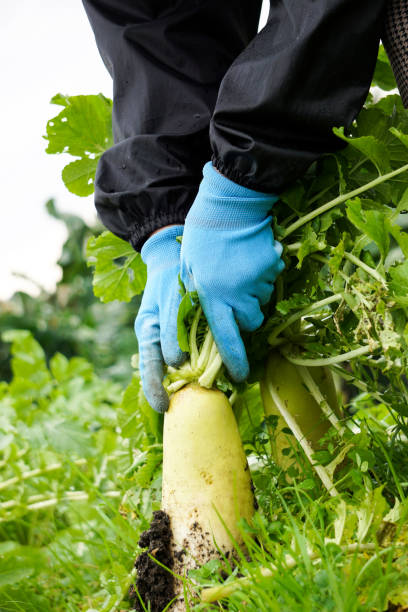 istock Radish field on a rainy day 1205920804