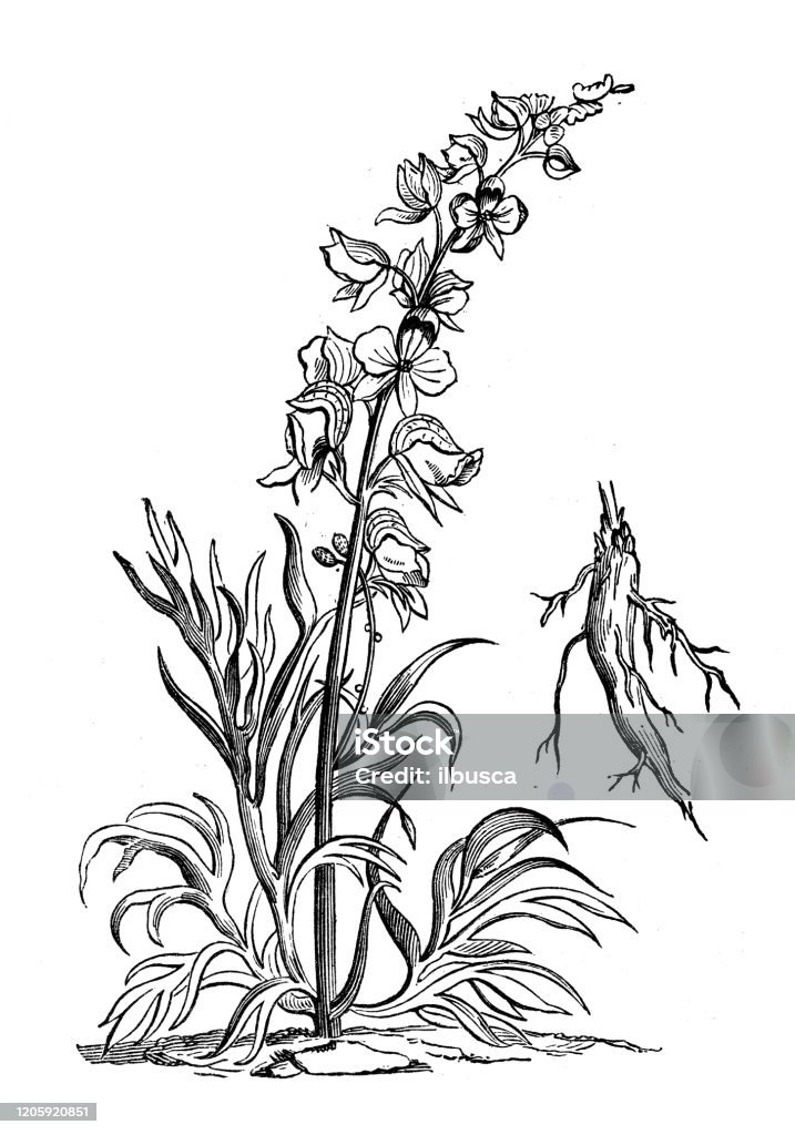 Antique botany illustration: Aconitum plicatum, garden monkshood Aconitum Carmichaelii stock illustration