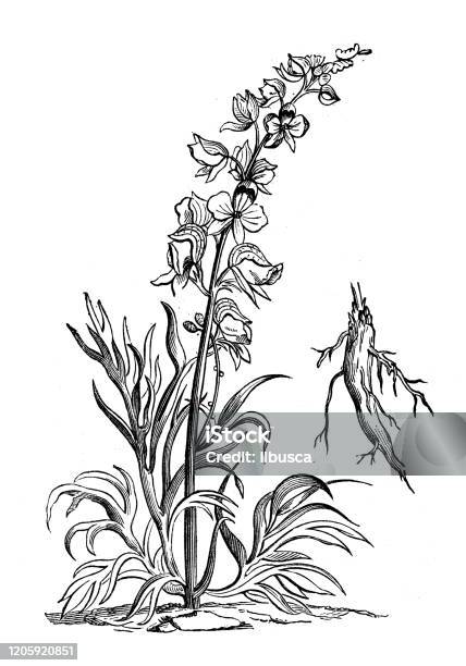 Antique Botany Illustration Aconitum Plicatum Garden Monkshood Stock Illustration - Download Image Now