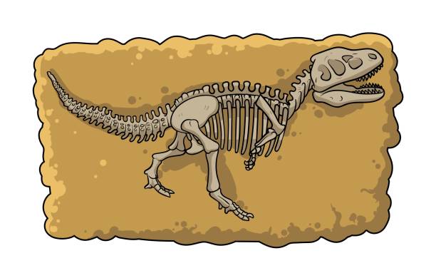 illustrazioni stock, clip art, cartoni animati e icone di tendenza di scheletro fossile di dinosauro nel terreno, stile cartone animato elemento di scavo archeologico. illustrazione vettoriale piatta isolata su sfondo bianco. - prehistoric antiquity illustrations