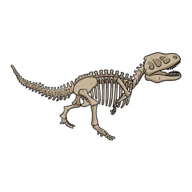 istock Dinosaur fossil skeleton, cartoon style. Flat vector illustration isolated on white background. 1205922335