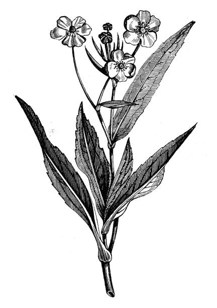 istock Antique botany illustration: Adonis annua, Adonis autumnalis, Adonis phoenicea, Pheasant's-eye, Adonis' Flower, autumn adonis, Autumn Pheasant's-eye 1205923090