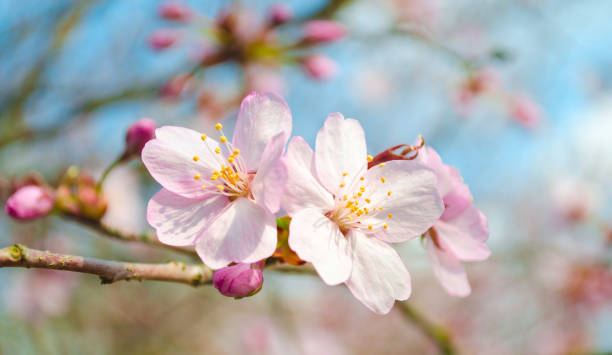 istock Cherry and apple tree blossom close up. Selective focus and copy space. Spring sakura blossoms. Pink cherry blossom twig close up over blue bokeh background. 1205928736