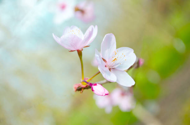 istock Cherry and apple tree blossom close up. Selective focus and copy space. Spring sakura blossoms. Pink cherry blossom twig close up over blue bokeh background. 1205928876