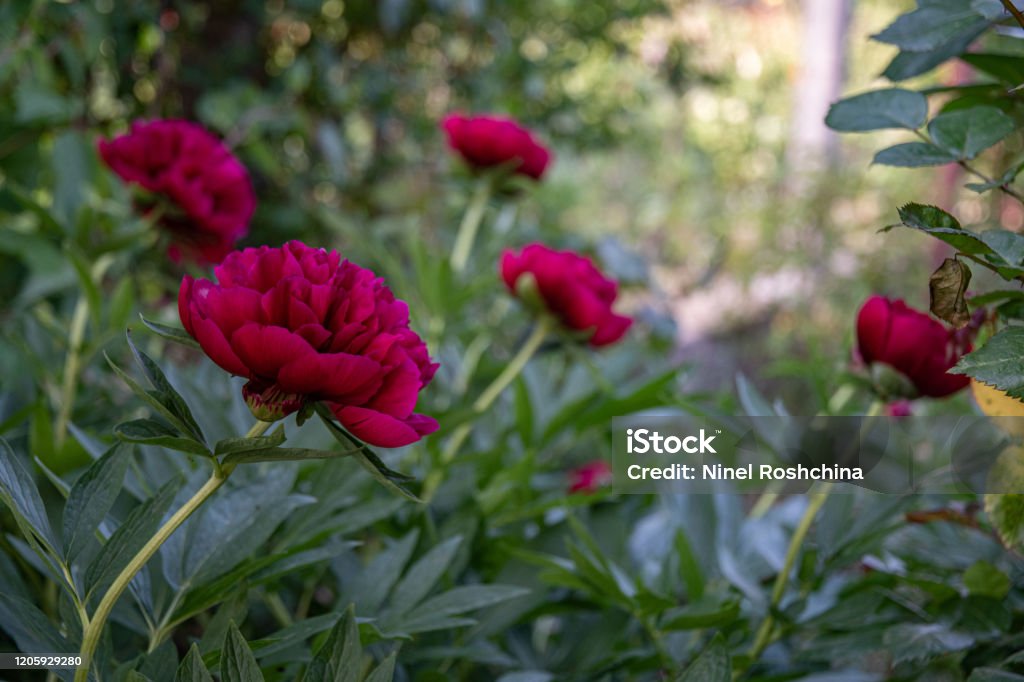 Pintoresco Telón De Fondo Floral De Vino De Color Rojo Pétalos De Exuberantes Flores De Peonía Sobre Fondo Borroso De Arbustos Verdes En La Luz Del Sol Brillante Hermosas Flores De Pion Pintoresco Telón De Fondo Floral De Vino De Color Rojo Pétalos De Exuberantes Flores De Peonía Sobre Fondo Borroso De Arbustos Verdes En La Luz Del Sol Brillante Hermosas Flores De Pion