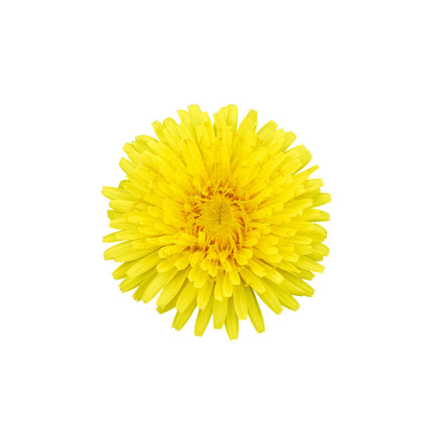 yellow dandelion