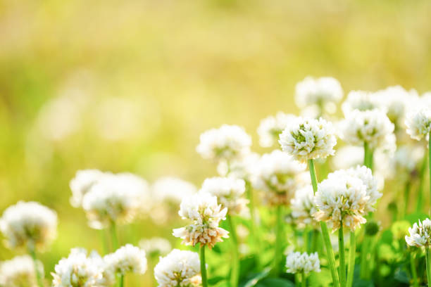 White clover that blooms in the field