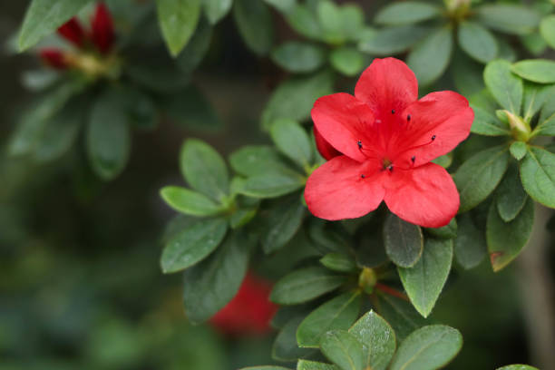 istock Red flower among green leaves, space for text 1205934127