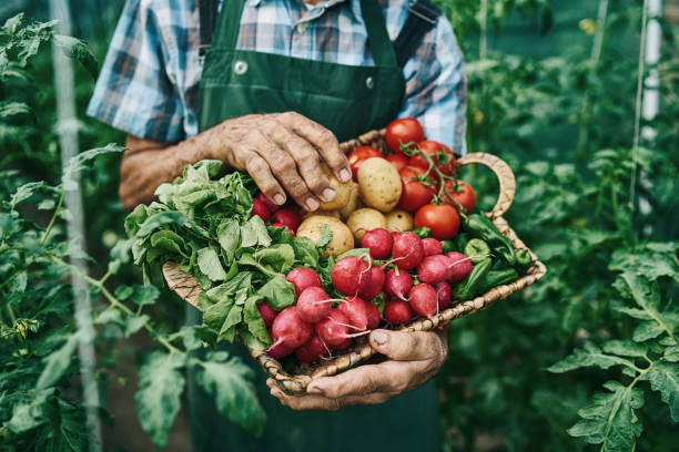 istock Farmer holding basket with vegetables 1205937326