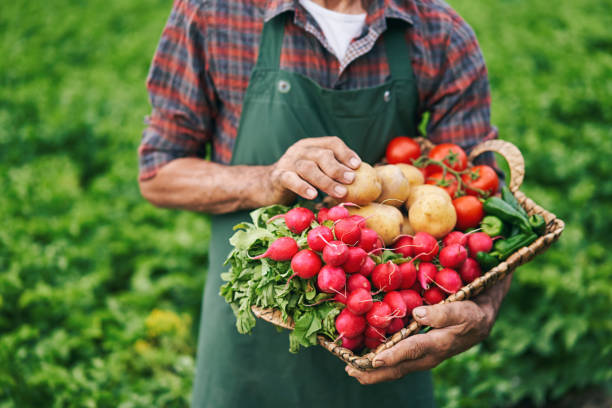 istock Farmer holding basket with vegetables 1205937333