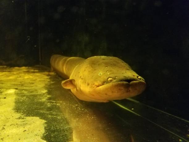 istock long fish or eel in murky aquarium water 1205938390