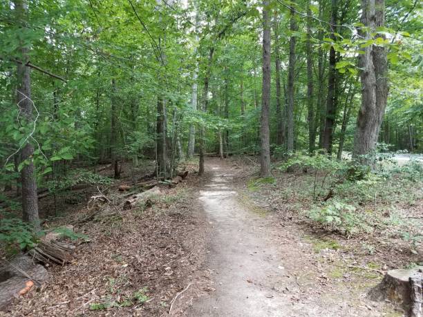 istock trail in woods or forest with trees and leaves 1205938423