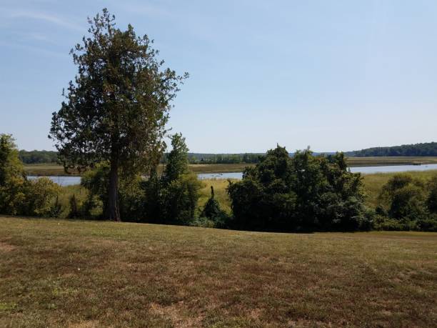 istock grass or lawn and river and trees 1205938442
