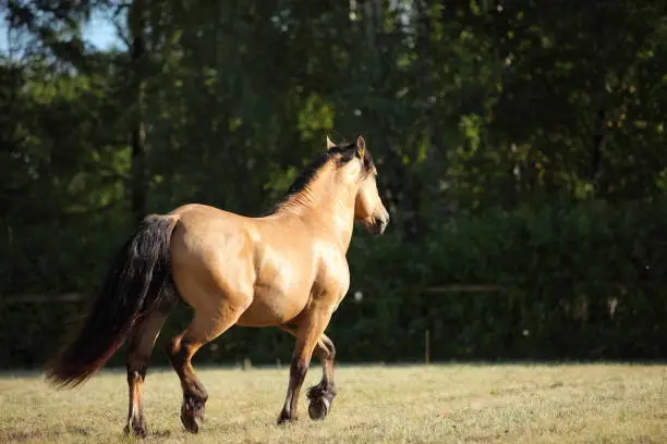 Photo of Paso fino horse stallion walking in summer evening ranch