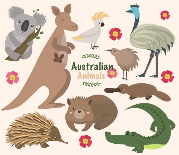 illustrations, cliparts, dessins animés et icônes de animaux australiens - ensemble de vecteurs. kangourou, koala, kiwis, apteryx, échidné, wombat, emu, cacatoès, ornithorynque, alligator - koala australia cute animal