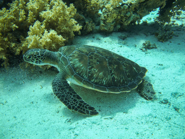 istock Green sea turtle. (Chelonia mydas). Taking in Red Sea, Egypt. 1205946154