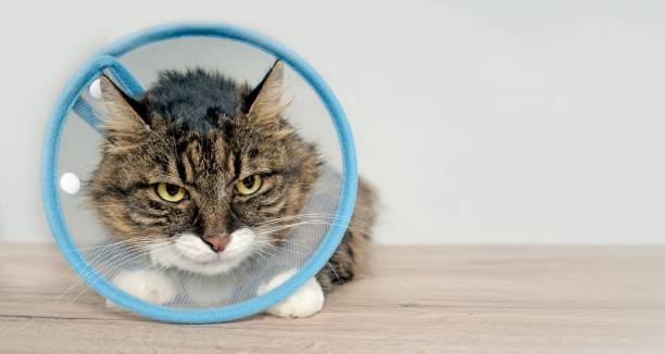 istock Tabby cat with a pet cone looking anxiously away. Horizontal image with copy space. 1205946224